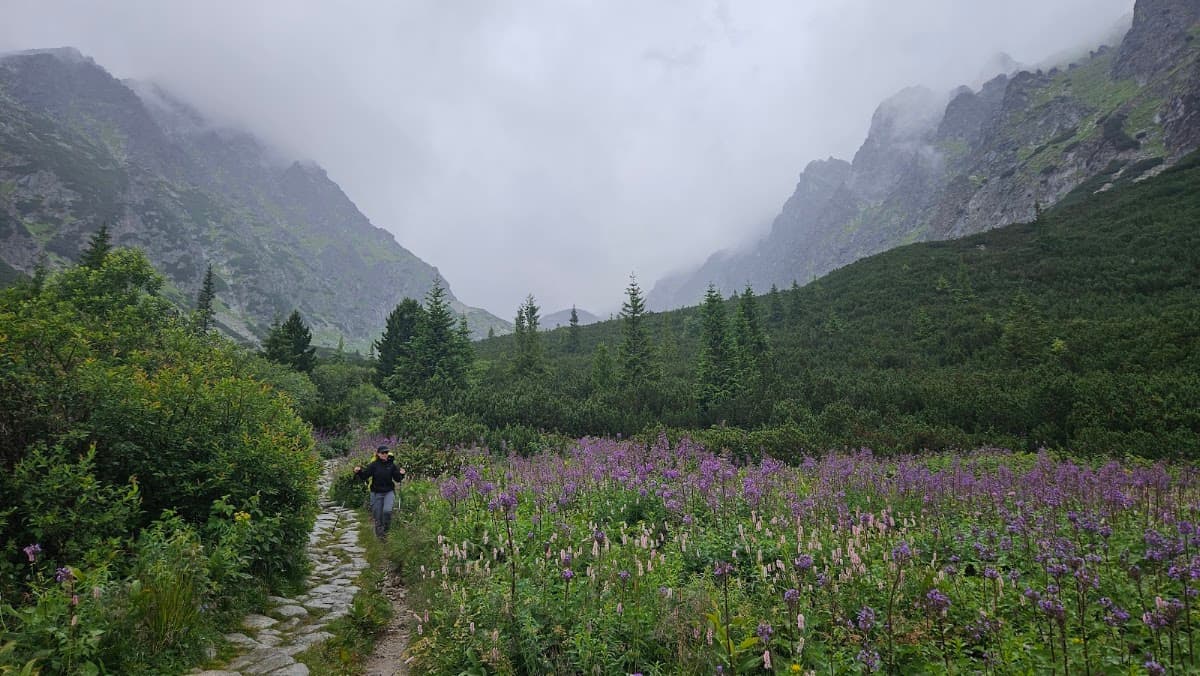 Hiker on stone path through alpine valley with purple wildflowers and foggy mountains